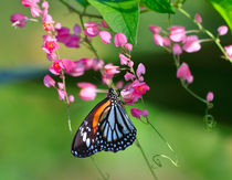Black Veined Tiger Butterfly von Louise Heusinkveld