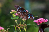 Pretty Blue Glassy Tiger Butterfly von Louise Heusinkveld