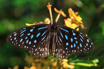 Blue Glassy Tiger Butterfly von Louise Heusinkveld