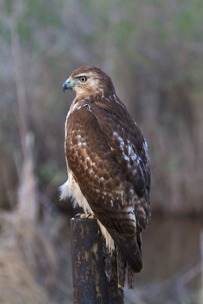 Red-tailed-hawk0999