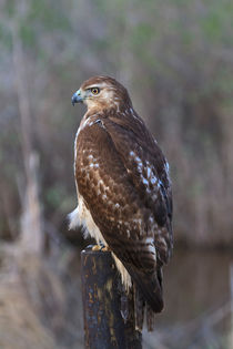 Red Tailed Hawk by Louise Heusinkveld