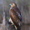 Red-tailed-hawk0999