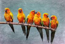 Sun Conures by Louise Heusinkveld