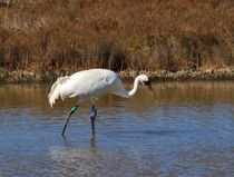 Whooping Crane by Louise Heusinkveld