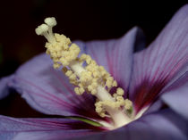 Blüten-Makro des blauen Hibiskus(Stockrose).Blossom of blue hibiscus syriacus, china rose, detail of pistills by Dagmar Laimgruber