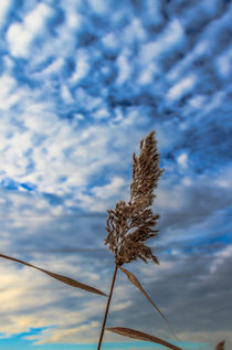 Reed And Sky by markowmedia
