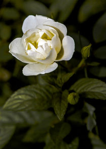 White Rose von markowmedia