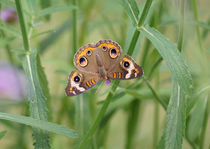 Buckeye Butterfly and Verbena 2