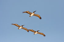 Three Pelicans von Pier Giorgio  Mariani