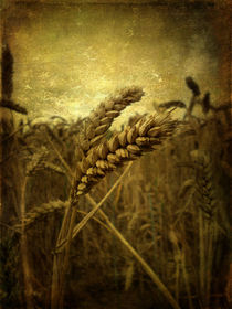 Wheat Field by Sarah Couzens