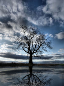 Wintering Oak Tree von Sarah Couzens