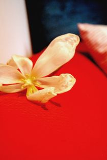 Flower resting on red von artisciocca