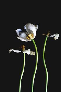 Dancing tulips by artisciocca