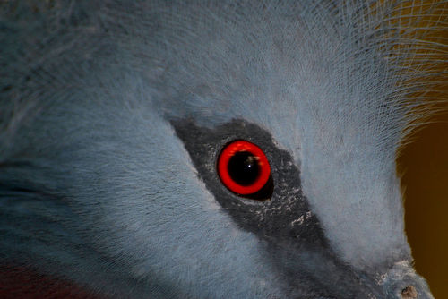 Victoria-crowned-pigeon-eye