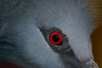 Victoria Crowned Pigeon Eye von serenityphotography