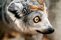 Female Crowned Lemur by serenityphotography
