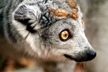 Crowned-lemur
