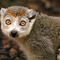 Crowned-lemur-02