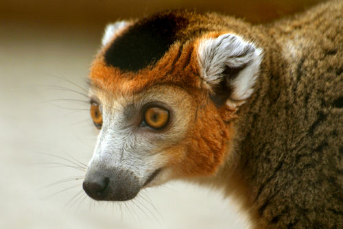 Crowned-lemur-03