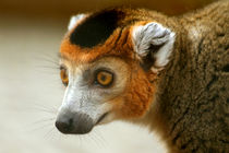 Male Crowned Lemur von serenityphotography