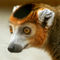 Crowned-lemur-03
