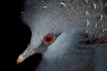 Victoria Crowned Pigeon von serenityphotography