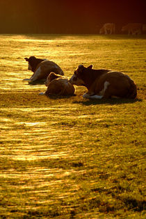 Sitting Cows von serenityphotography