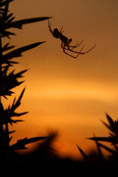 Sunset-spider