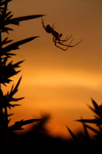 Sunset Spider von serenityphotography