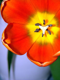 Dazzling Orange Tulip by serenityphotography