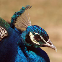 Indian Peacock Headshot von serenityphotography