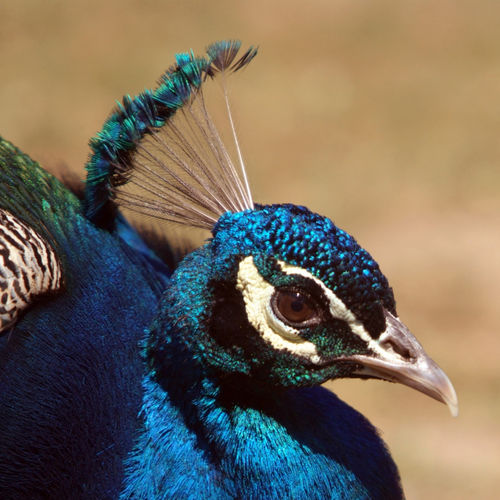 Indian-peacock-howletts-10