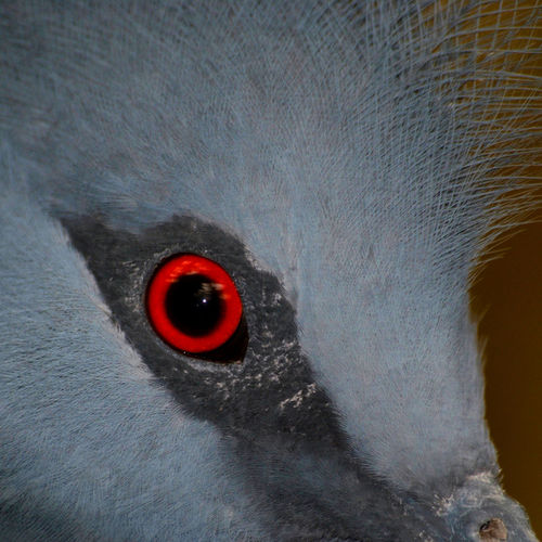 Victoria-crowned-pigeon-eye-square-crop