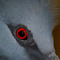 Victoria Crowned Pigeon Eye by serenityphotography