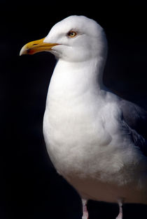 Standing Seagull von serenityphotography