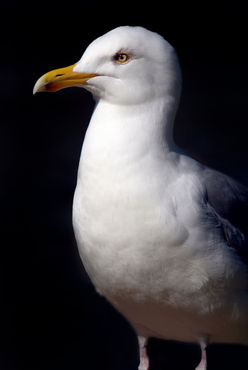 Standing-seagull