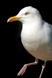 Dancing Seagull von serenityphotography