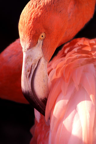 Cuban-flamingo-30