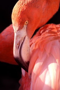 Cuban Flamingo by serenityphotography