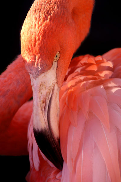 Cuban-flamingo-29
