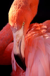 Cuban Flamingo by serenityphotography
