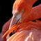 Cuban-flamingo-grooming