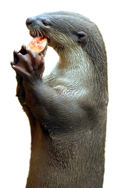 Smooth-coated-otter-eating-fish-05