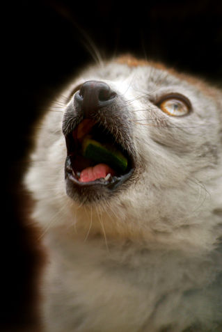 Crowned-lemur-singing