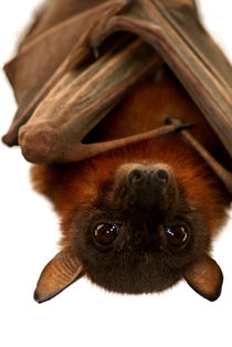 Little Red Flying Fox Hanging Out von serenityphotography