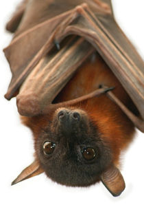 Little Red Flying Fox by serenityphotography