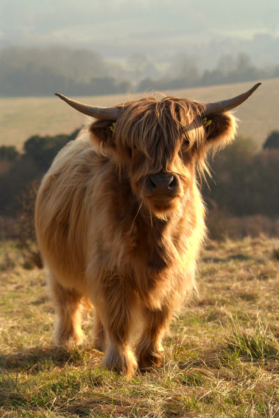 Young-highland-cow