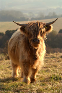 Young Highland Cow by serenityphotography