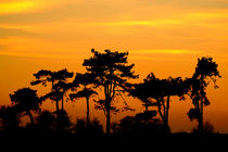 Sunset Trees von serenityphotography