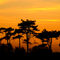 Sunset-trees